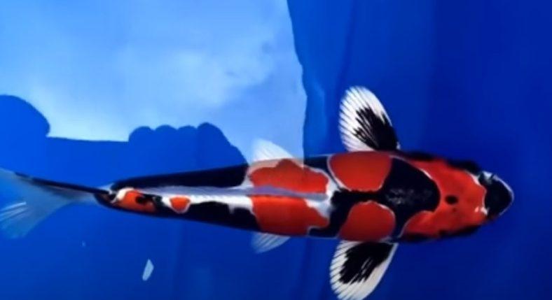 Đây là một trong những chú cá Koi đắt nhất trên thế giới cho tới hiện nay