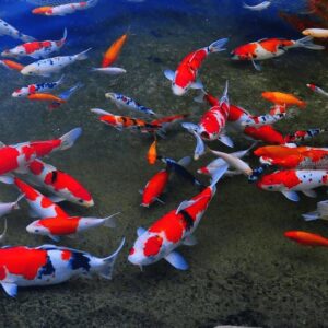 Địa chỉ bán Cá Koi Biên Hòa chất lượng nhất: Top 7 cơ sở uy tín và đáng tin cậy
