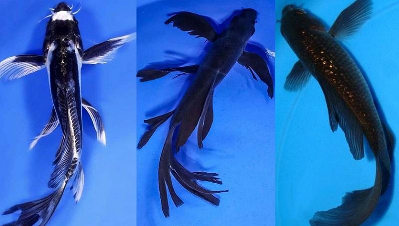 Sự khác biệt giữa cá koi bướm và cá chép đuôi phụng