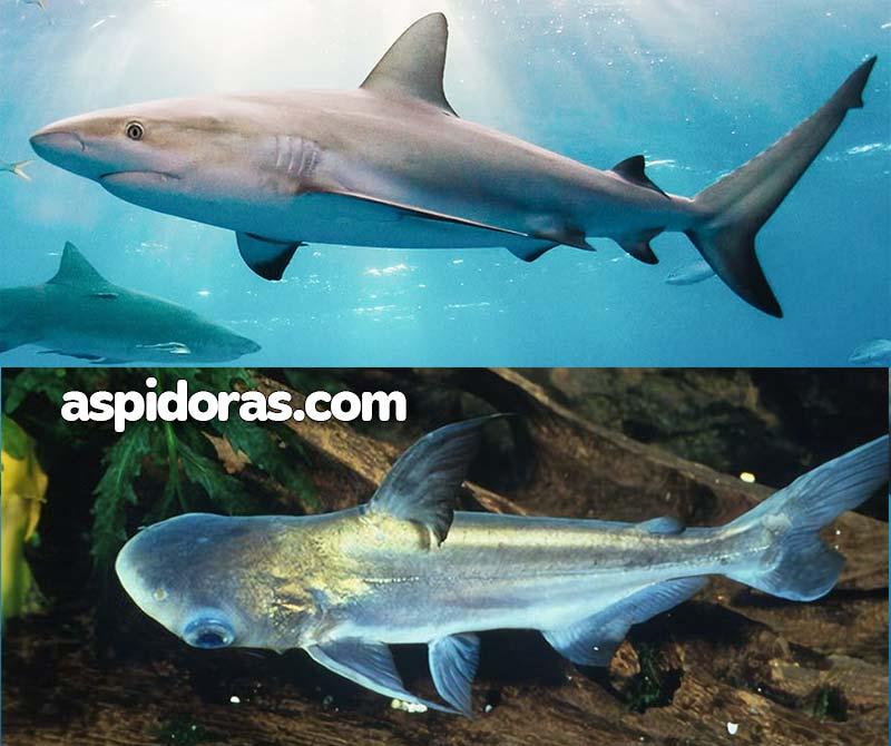So sánh cá mập nước mặn và cá mập nước ngọt