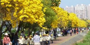 Top 10 loại cây hoa vàng trồng ven đường