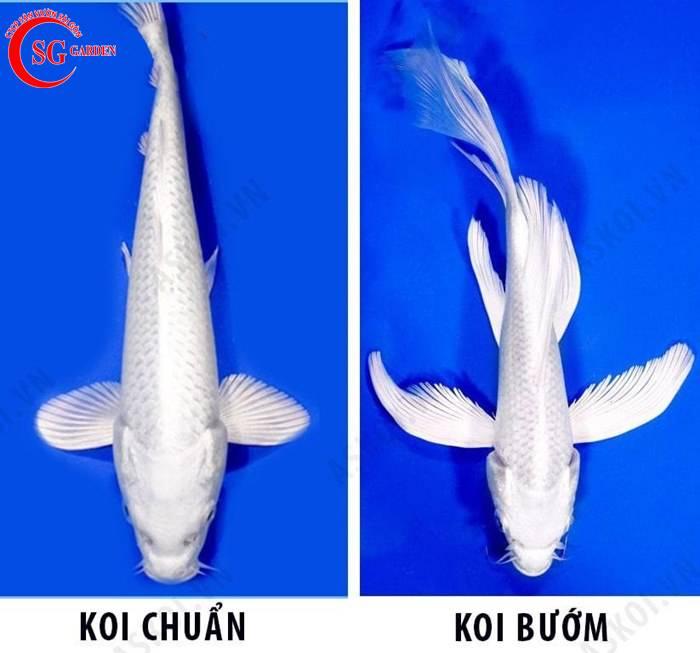 mua bán cá koi uy tín chất lượng giá rẻ hcm